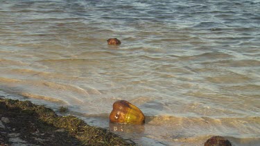 Coconut on beach shore