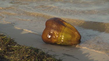 Coconut on beach shore