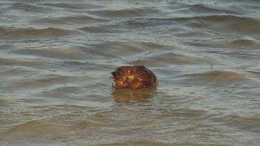 Coconut floating in water