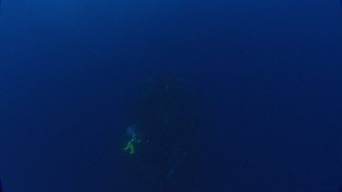 Diver taking images of fish forming a whirlpool