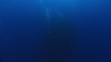 Diver taking images of fish forming a whirlpool