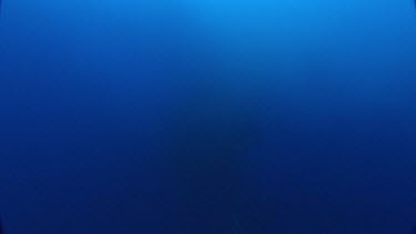 Diver taking images of fish forming a whirlpool