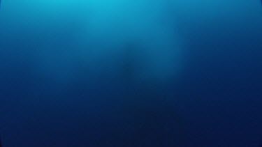 Diver taking images of fish forming a whirlpool