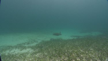 Loggerhead turtle swimming on ocean floor, diver swims above