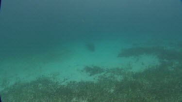 Manatees swims on the ocean floor, then swims away