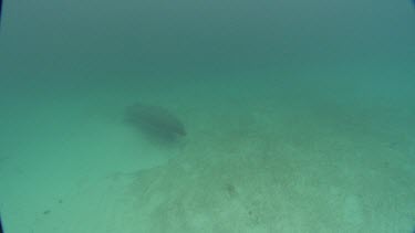 Manatees swims on the ocean floor getting close to camera