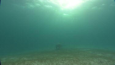 Manatees swims on the ocean floor. Sunlight from above.