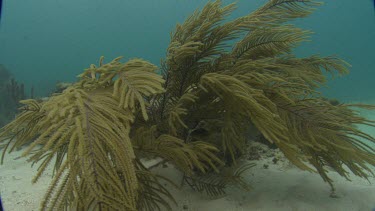 Manatees hides behind seaweed and then swims away.