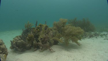 Manatees hides behind seaweed and then swims away.