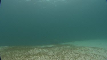 Manatees swims towards camera and then swims away.