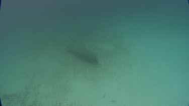 Manatees swims on the seabed, shot from above.