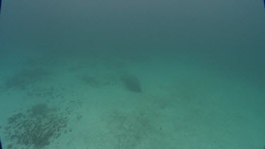 Manatees sits on the seabed.