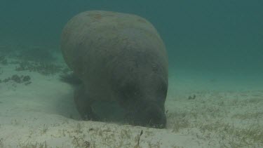Manatees sits on the seabed. Camera gets close.
