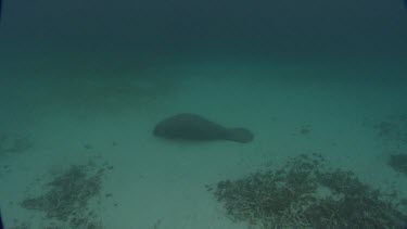 Manatees swims on the seabed, shot from above. Bubbles rise to surface.