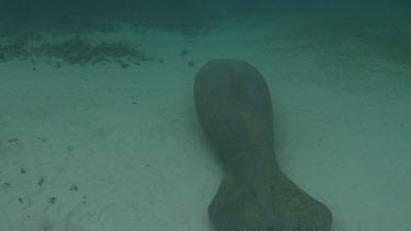 Manatees sits on the seabed. Shot from behind.