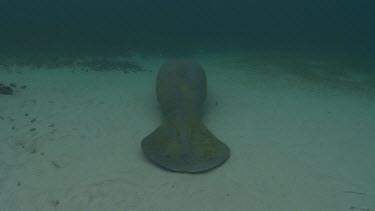 Manatees swims on the seabed.