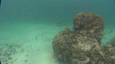 Manatees swims in the distance behind coral.