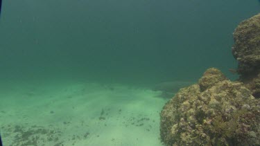 Manatees swims past coral into the distance.