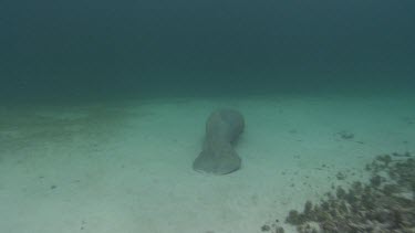 Close up of Manatees tail.