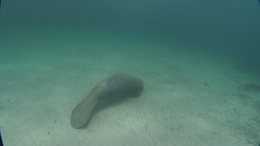 Manatees eating sea grass.