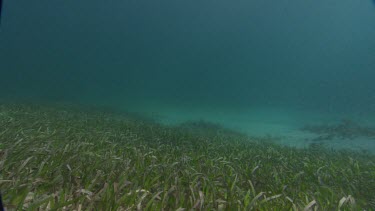 Shoal Grass on seabed