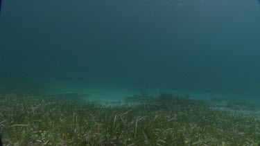 Shoal Grass on seabed
