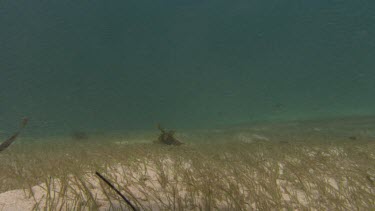 Shoal Grass on seabed, current moves seaweed.