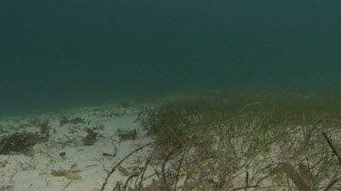 Shoal Grass waves on seabed