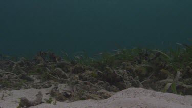 Small fish swim between shoal grass.