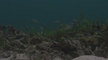 Small fish swim between shoal grass.