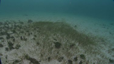 Shoal Grass on seabed