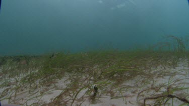 Shoal Grass waves on seabed