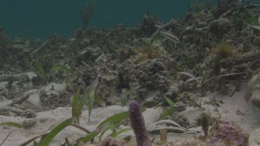 Small fish swim between shoal grass.