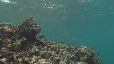 Group of Slippery Dick Wrasse swim above coral