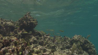 Group of Slippery Dick Wrasse swim above coral