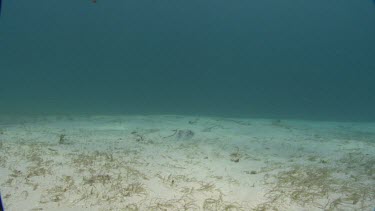 Southern Stingray hides in the sand, gets startled, and swims away.