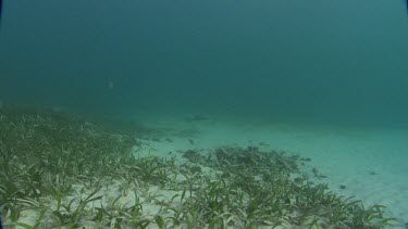 Southern Stingray swims across seabed