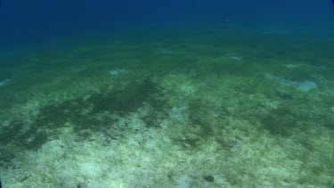 Shoal Grass and Queen Conch