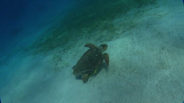 Diver follows behind turtle.