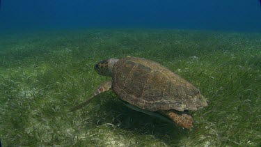 Diver follows close next to turtle.