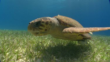 Turtle gets close to camera.