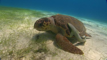 Small shark swims on turtles shell.