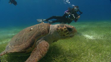 Two divers film close to turtle.