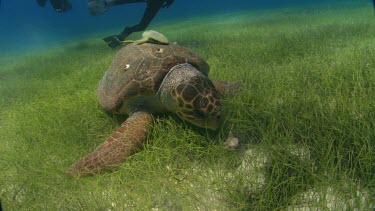 Turtle trys to eat shell, and swims off.