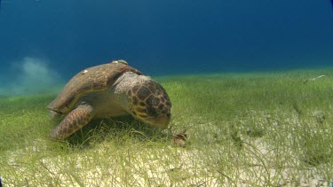 Turtle trys to eat shell, and swims off.