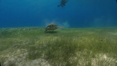 Turtle swims on seabed, divers film from above.