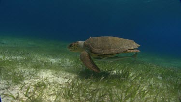 Turtle swims on seabed.
