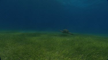 Turtle swims on seabed.