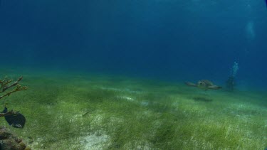 Turtle swims on seabed. Small fish swim around coral.