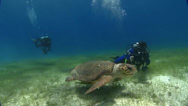 Divers follow close behind turtle.